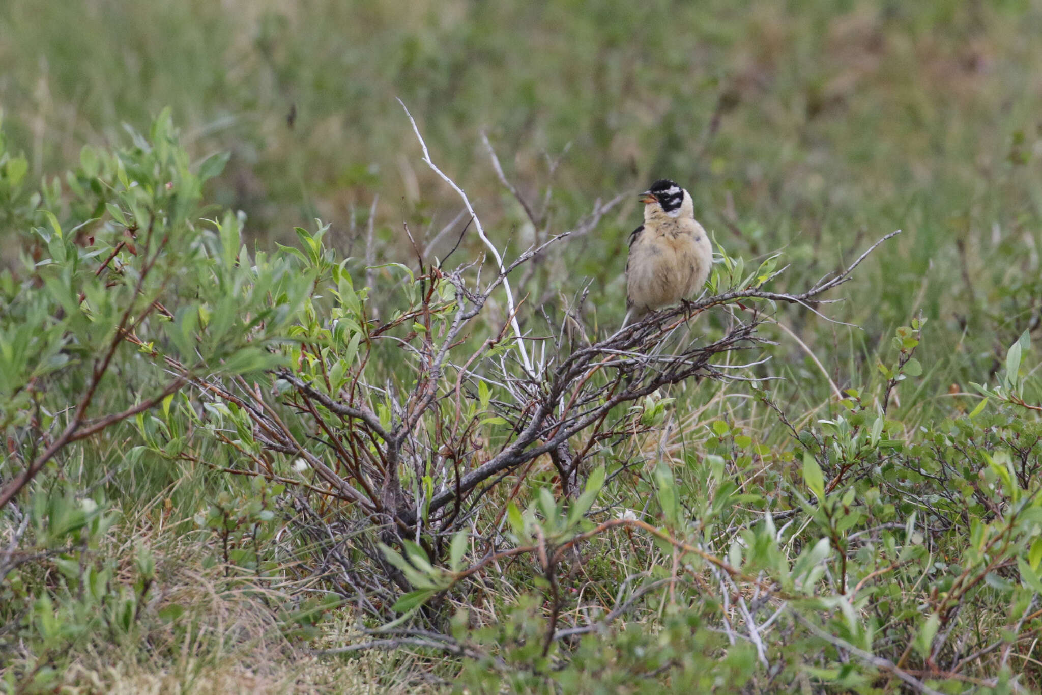 Image of Smith's Longspur