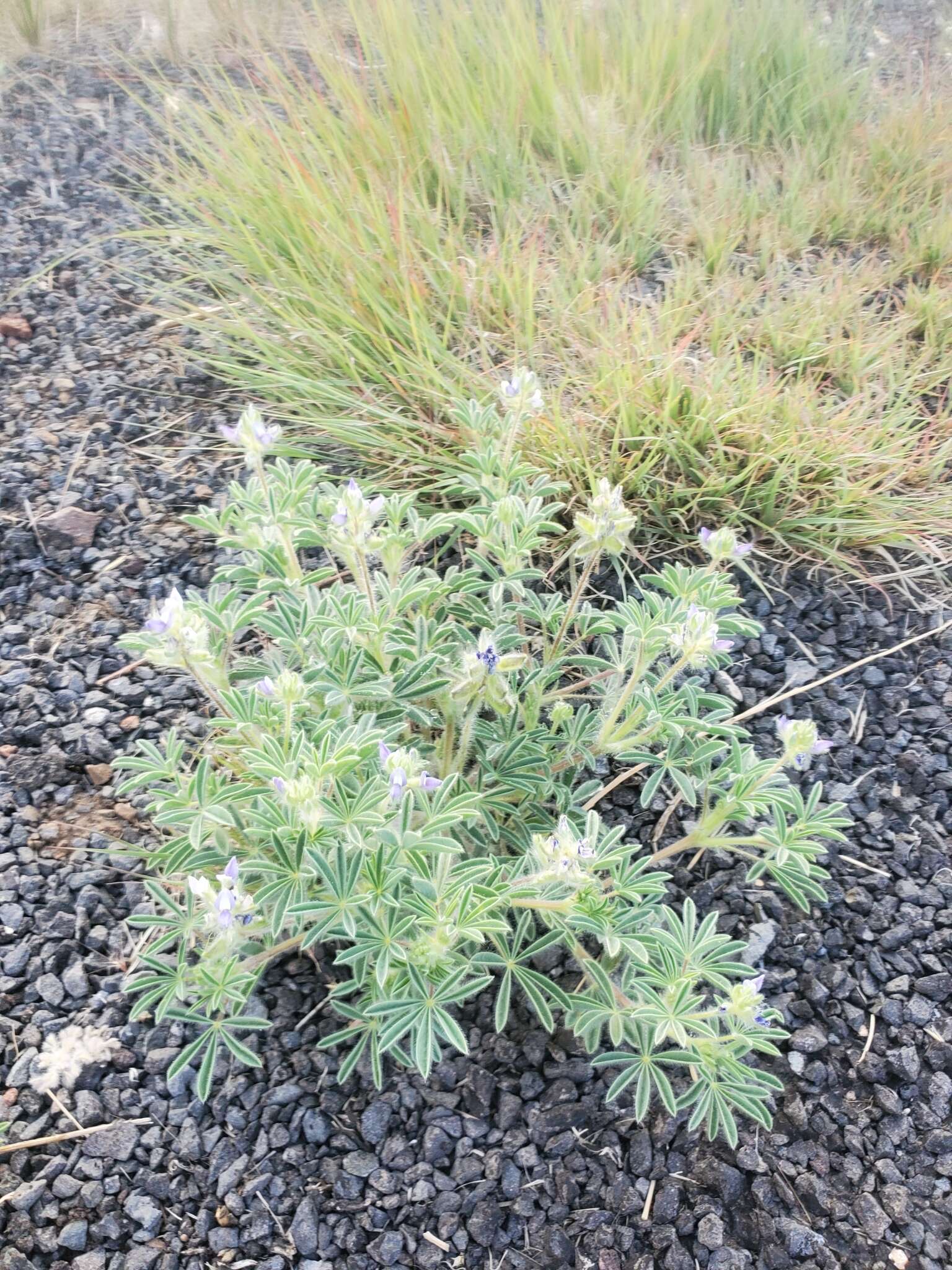 Plancia ëd Lupinus kingii S. Watson