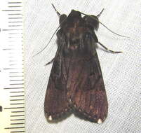 Audea bipunctata Walker 1857的圖片