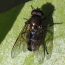 Image of Cheilosia fasciata (Schiner & Egger 1853)