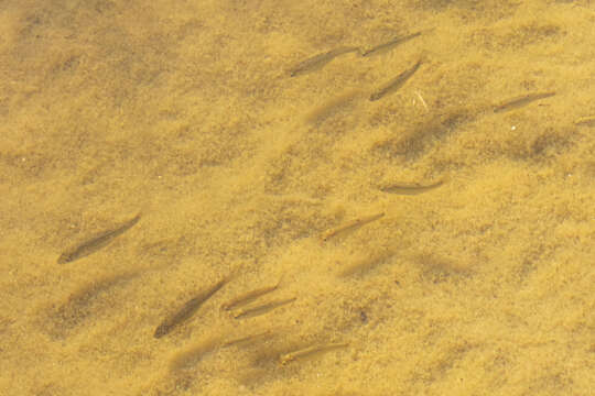 Image of Borax Lake chub