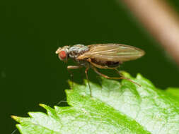 Image of Pomace fly