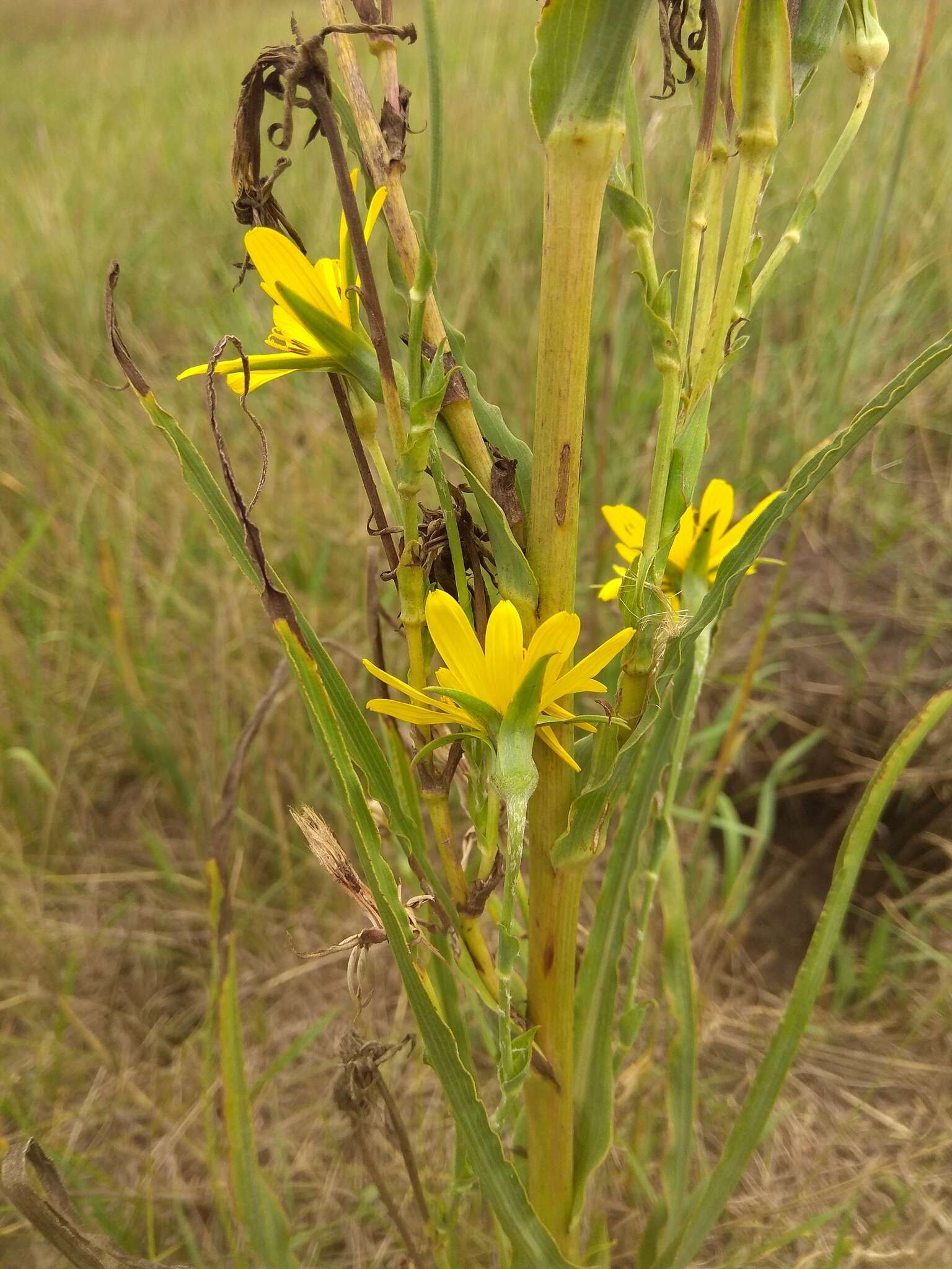 Image of Tragopogon podolicus Besser ex DC.