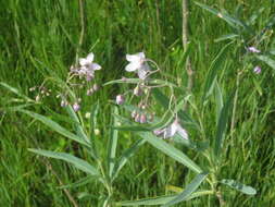 صورة Solanum glaucophyllum Desf.