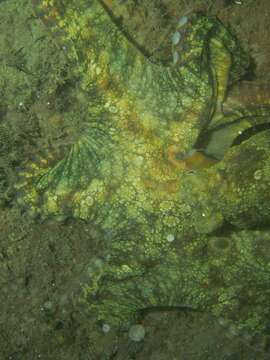 Image of California two-spot octopus