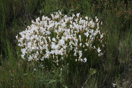 Image of Linum suffruticosum L.