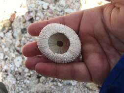 Image of reef urchin