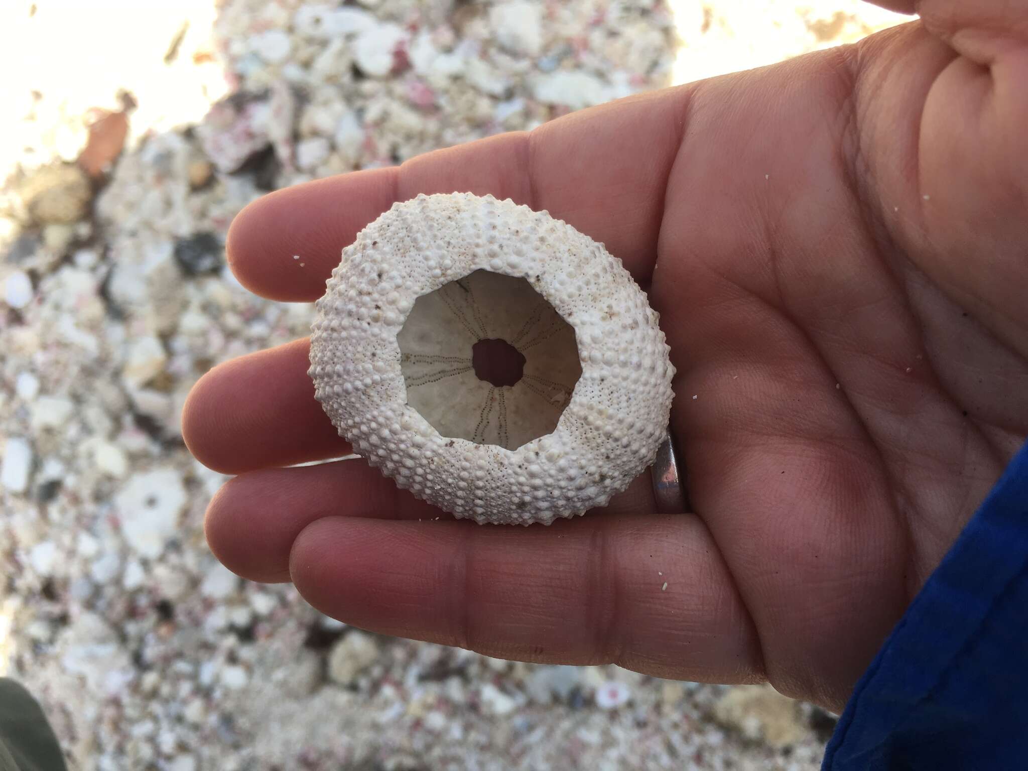 Image of reef urchin