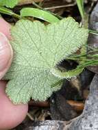 Image de Hydrocotyle hirta R. Br. ex A. Rich.