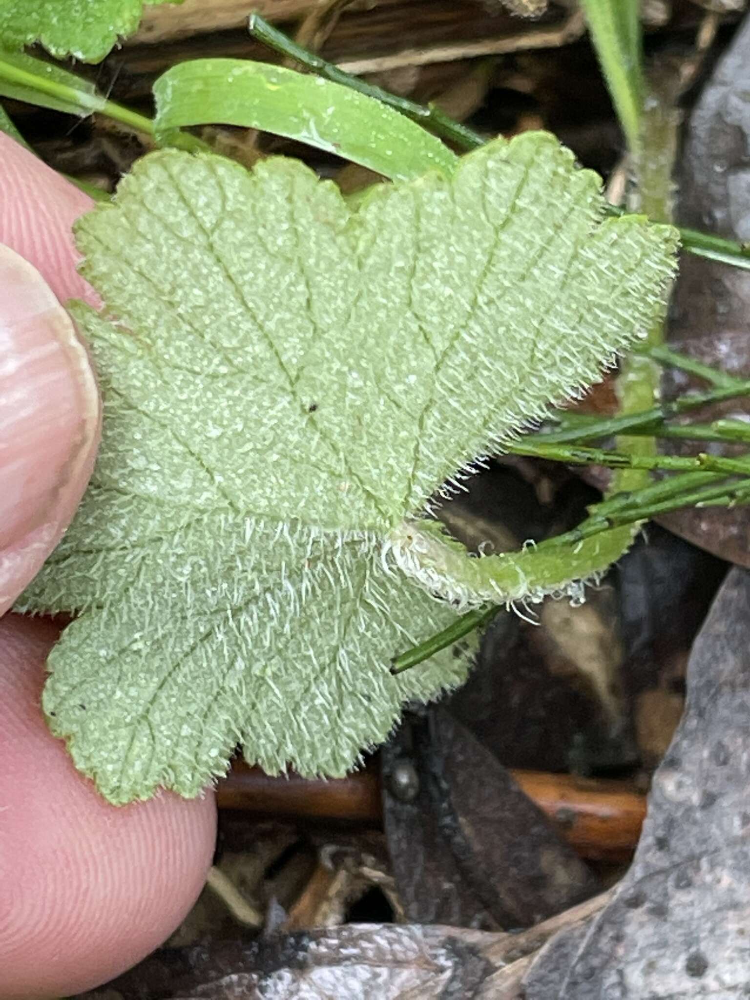 Image de Hydrocotyle hirta R. Br. ex A. Rich.