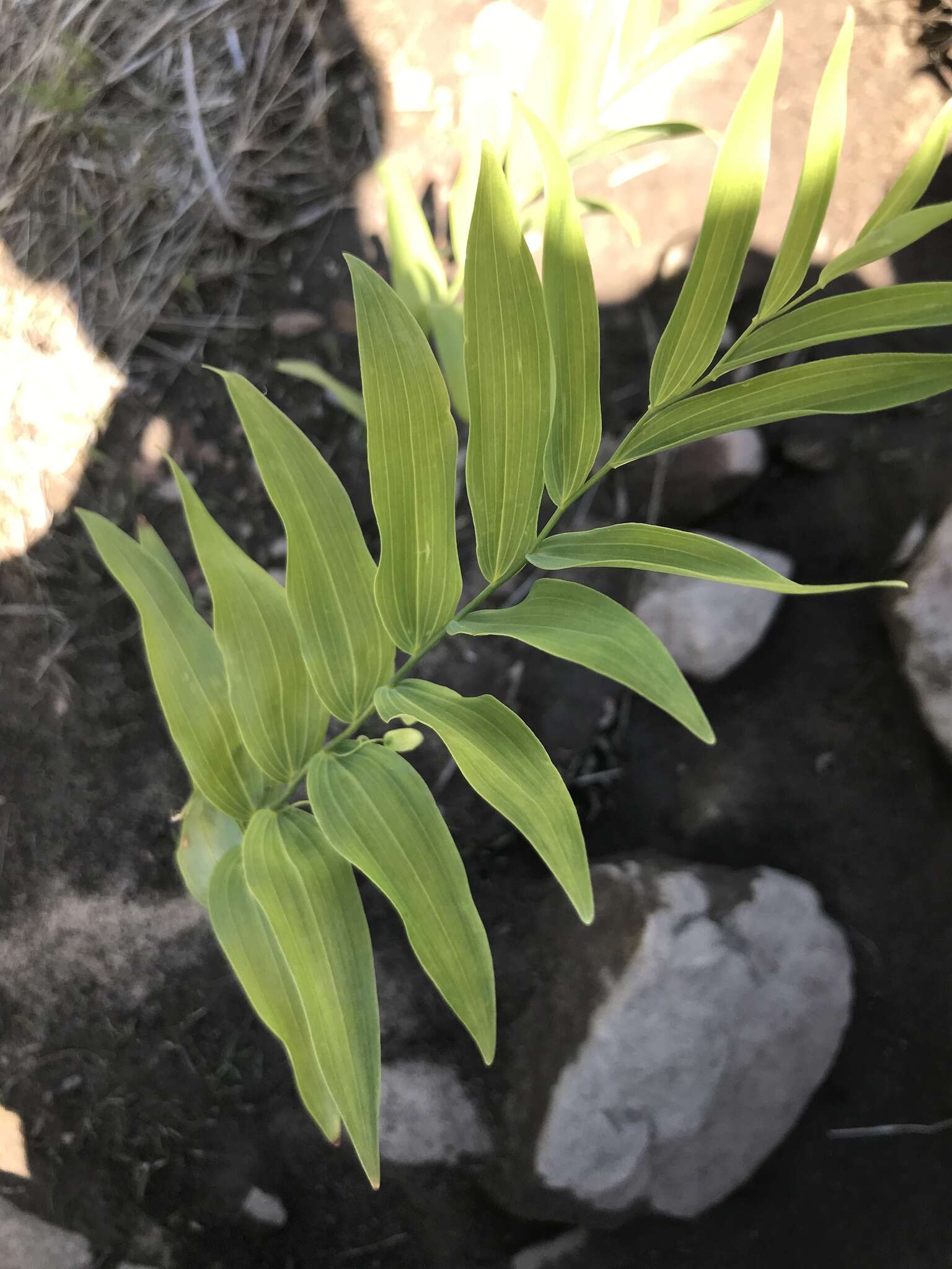 Image of Polygonatum biflorum var. biflorum