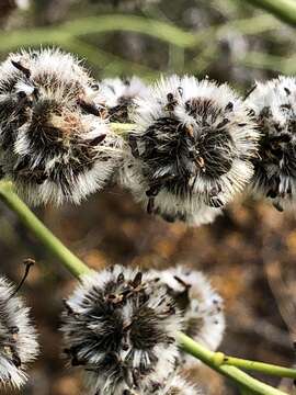 Imagem de Stirlingia latifolia (R. Br.) Steudel