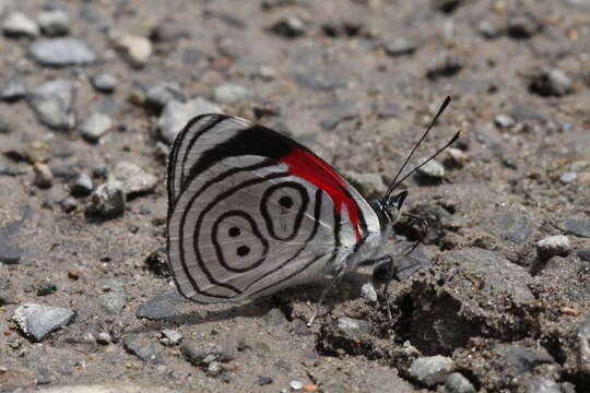 صورة Diaethria clymena marchalii