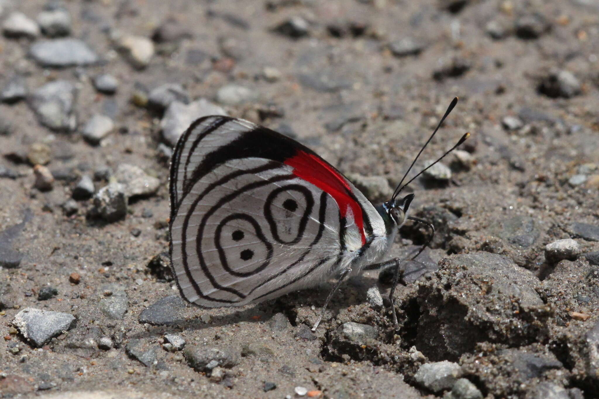 Слика од Diaethria clymena marchalii