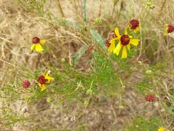 Image of sneezeweed