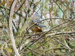 Image of Variegated Laughingthrush