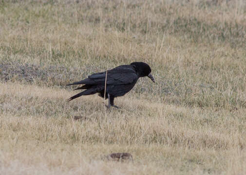 Imagem de Corvus frugilegus pastinator Gould 1845