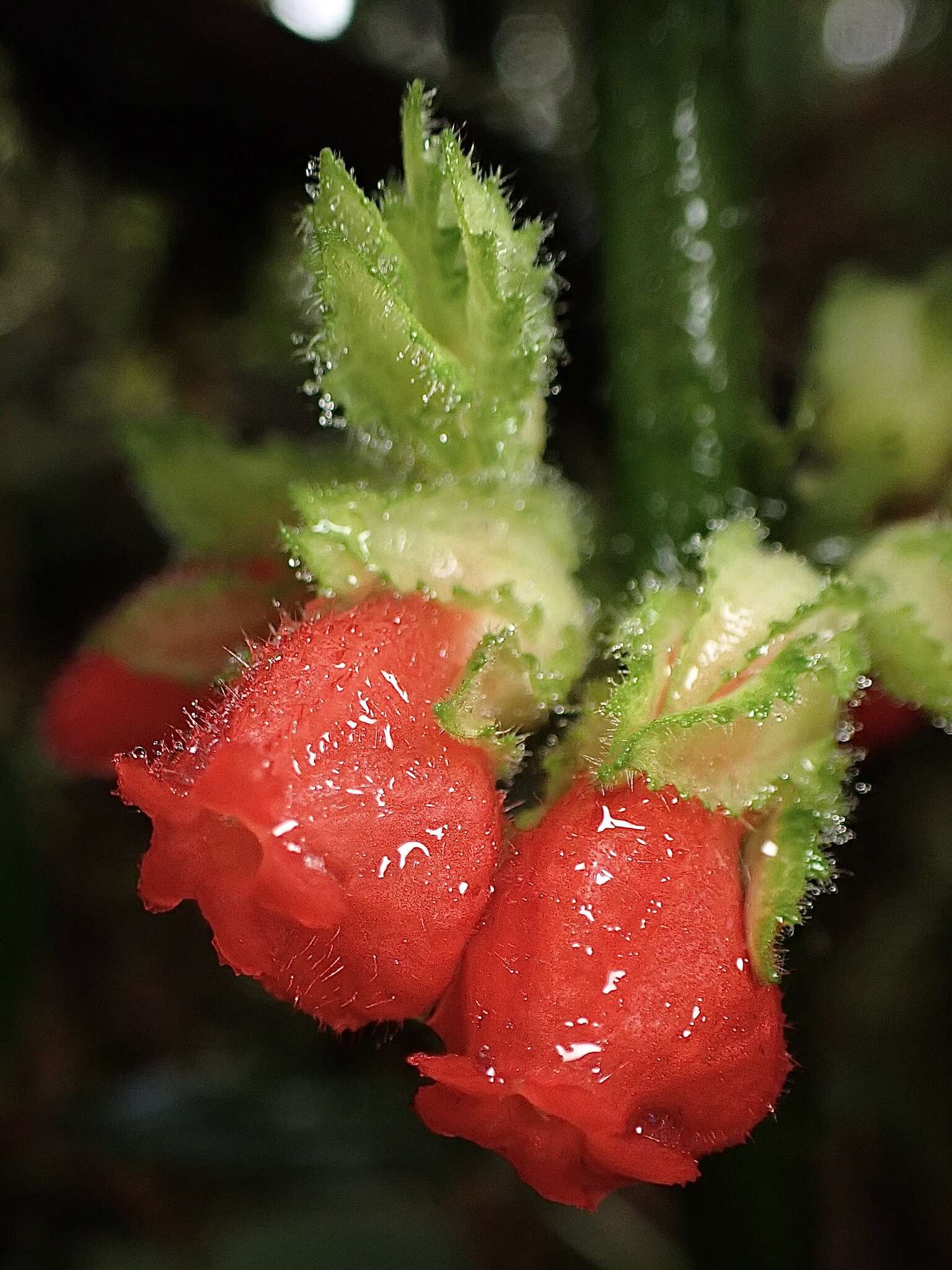 Image of Drymonia teuscheri (Raymond) J. L. Clark