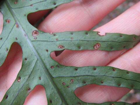 Phymatosorus scandens (G. Forst.) Pic. Serm.的圖片