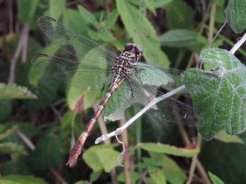 Image of Broad-striped Forceptail