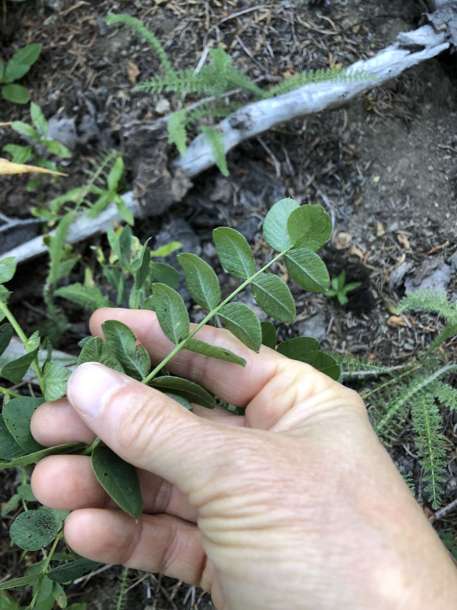 Image of western sweetvetch