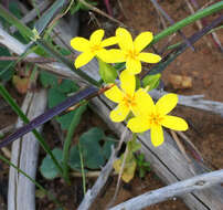 Image of Sebaea exacoides (L.) Schinz