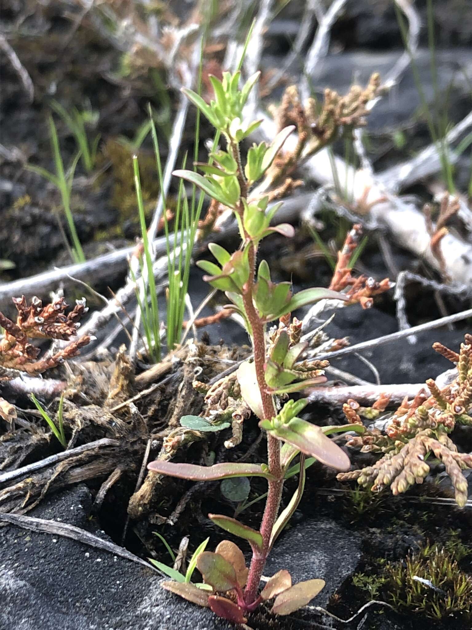 Image of hairy purslane speedwell