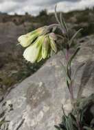 Слика од Onosma echioides subsp. angustifolia (Lehm.) Peruzzi & N. G. Passal.