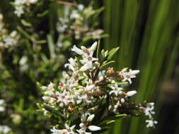 Image of Agiortia pedicellata (C. T. White) Quinn