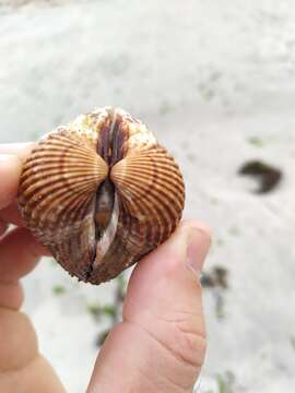 Image of Moroccan cockle