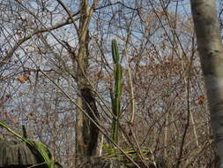 Image of Cereus jamacaru subsp. calcirupicola (F. Ritter) N. P. Taylor & Zappi