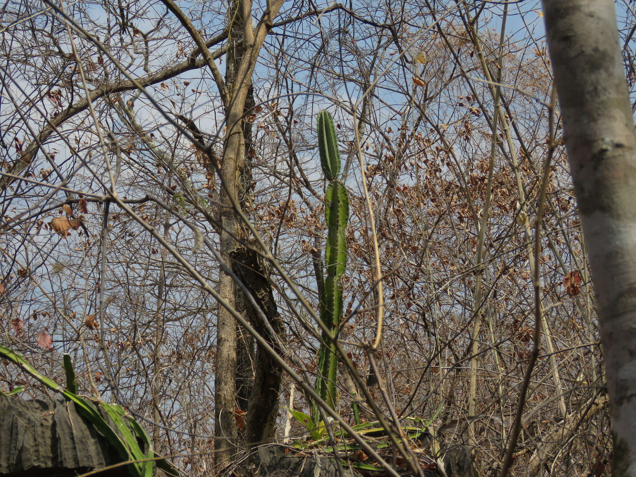 Image of Cereus jamacaru subsp. calcirupicola (F. Ritter) N. P. Taylor & Zappi