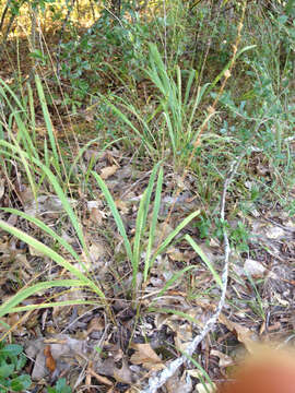 Image of Slender Wood-Oats