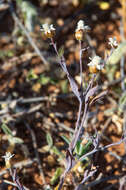 Rhodanthe stricta (Lindl.) P. G. Wilson的圖片