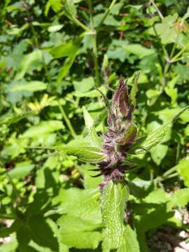 Sivun Stachys alpina L. kuva