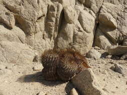 Image of Copiapoa longistaminea F. Ritter