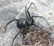 Image of Western Black Widow spider