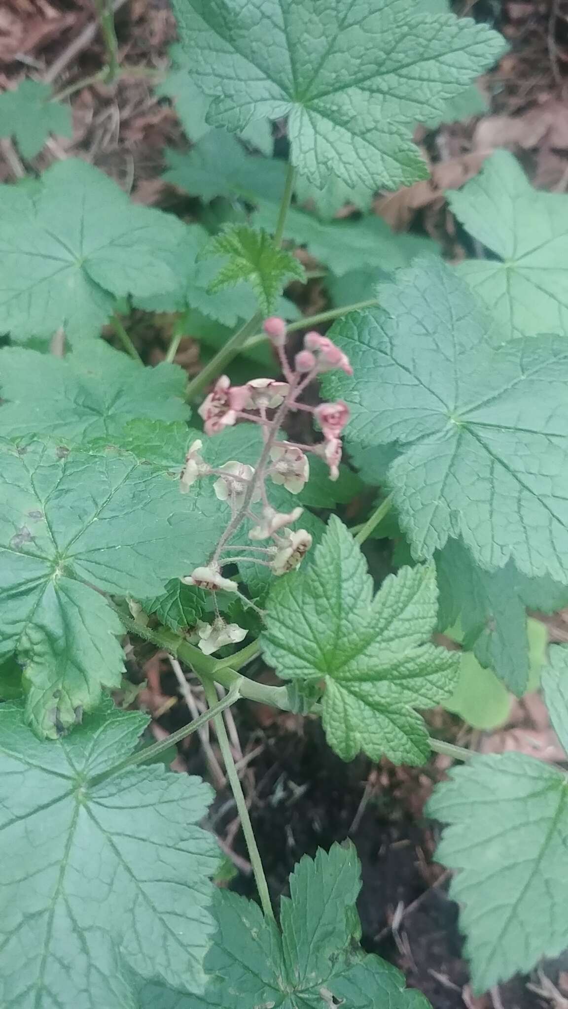 Image of trailing black currant