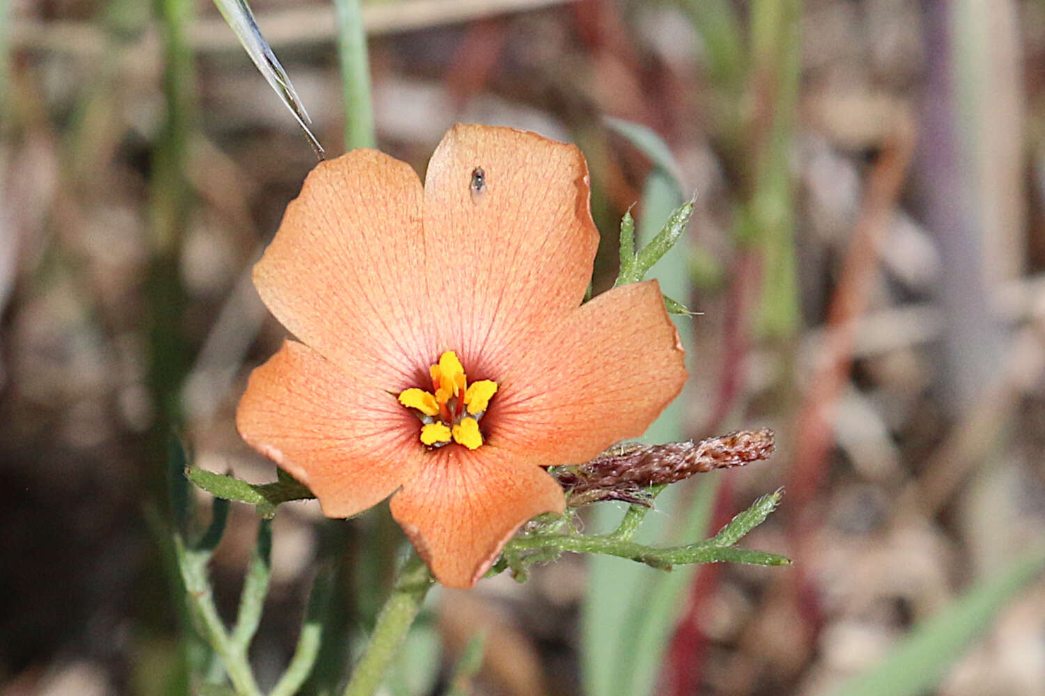 Image of Turnera sidoides L.