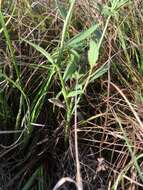 Image de Lobelia glandulosa Walter