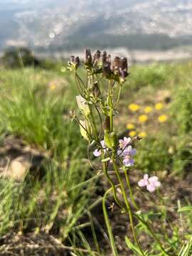 Image of snapdragon