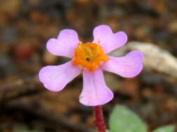 Image of Zaluzianskya violacea Schltr.