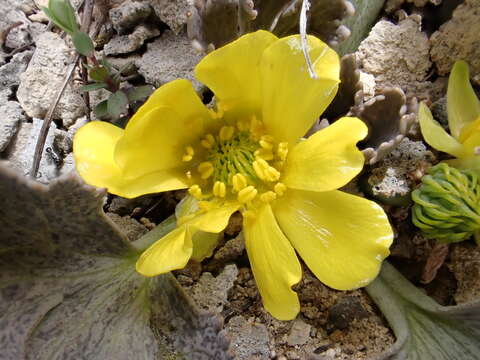 Image of Ranunculus paucifolius T. Kirk