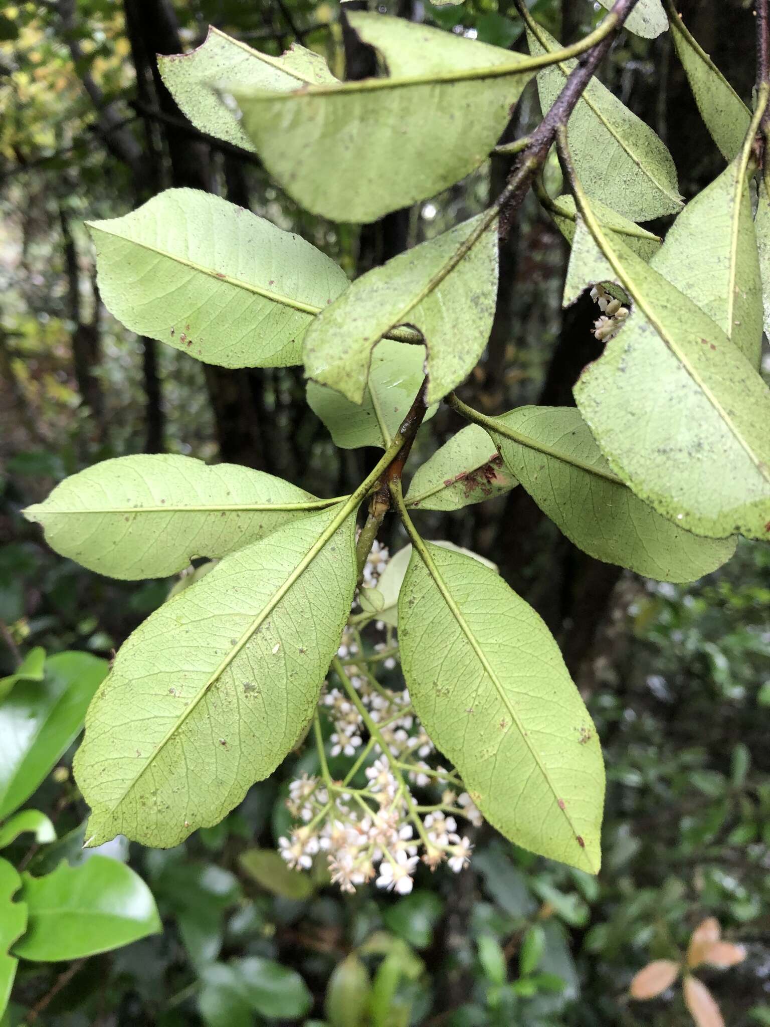 Слика од Photinia raupingensis K. C. Kuan