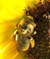 Image of Sunflower Chimney Bee