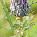 Image of Terellia occidentalis (Snow 1894)