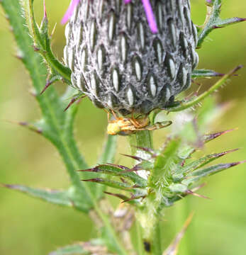 Image of Terellia occidentalis (Snow 1894)