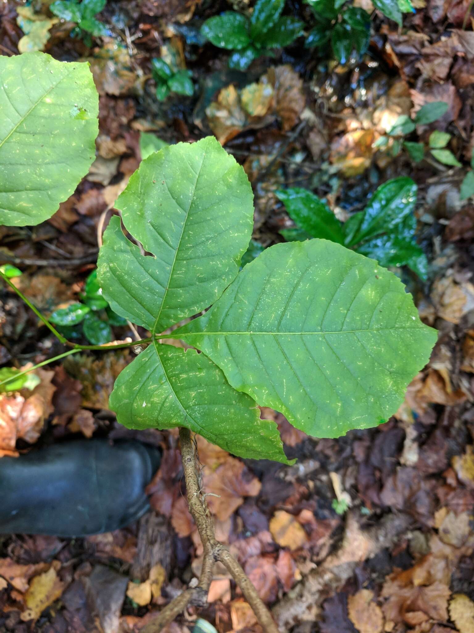 Image of Ptelea trifoliata var. mollis Torr. & Gray