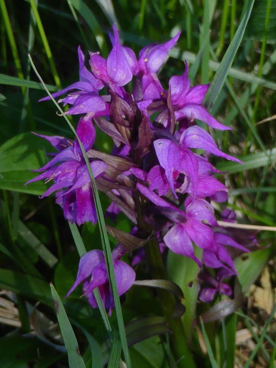 Image de Dactylorhiza aristata (Fisch. ex Lindl.) Soó