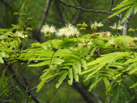 Image de Zapoteca tetragona (Willd.) H. M. Hern.